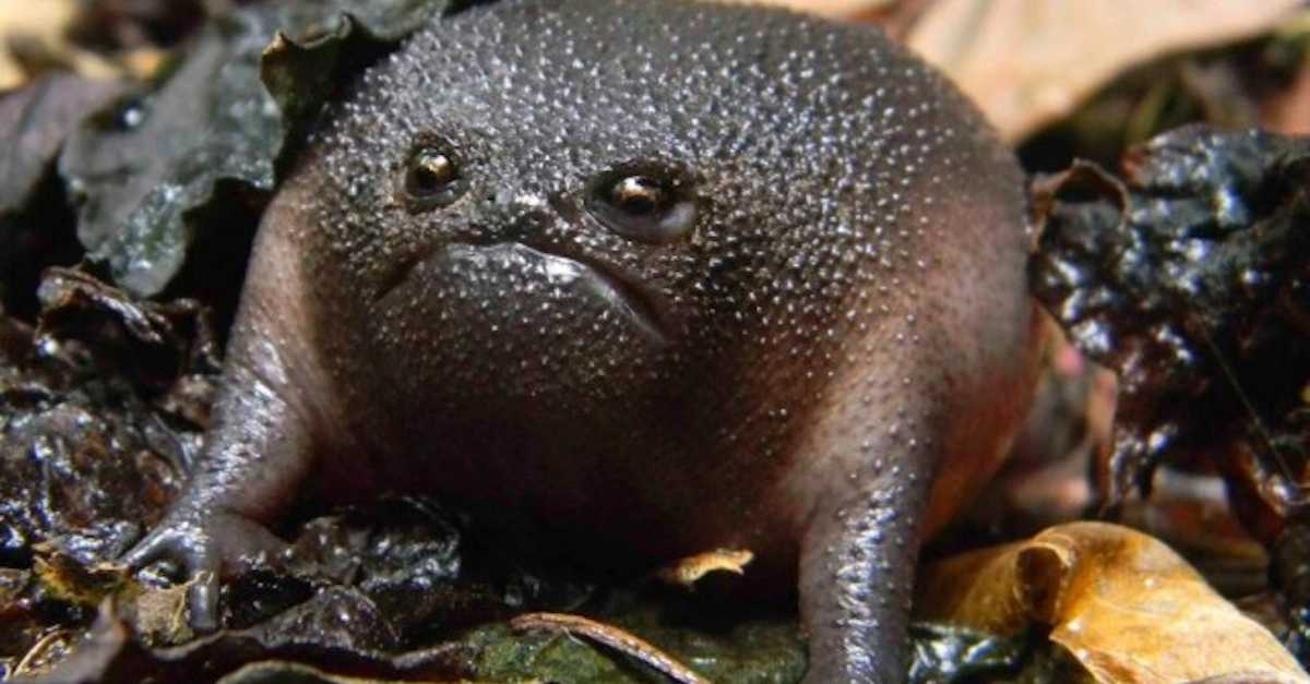 This Adorable Grumpy Frog Just Might Be The World's First Famous ...