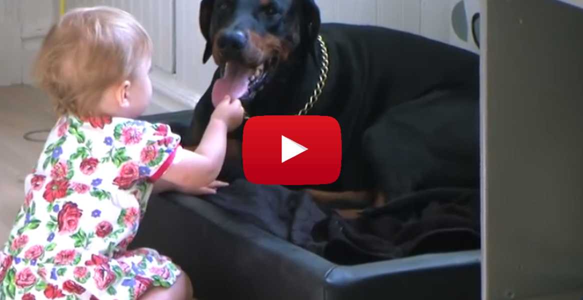 Doberman and online baby story