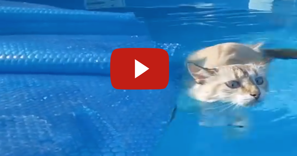Everyone Was Scared When This Cat Fell Into A Pool, But What She Did