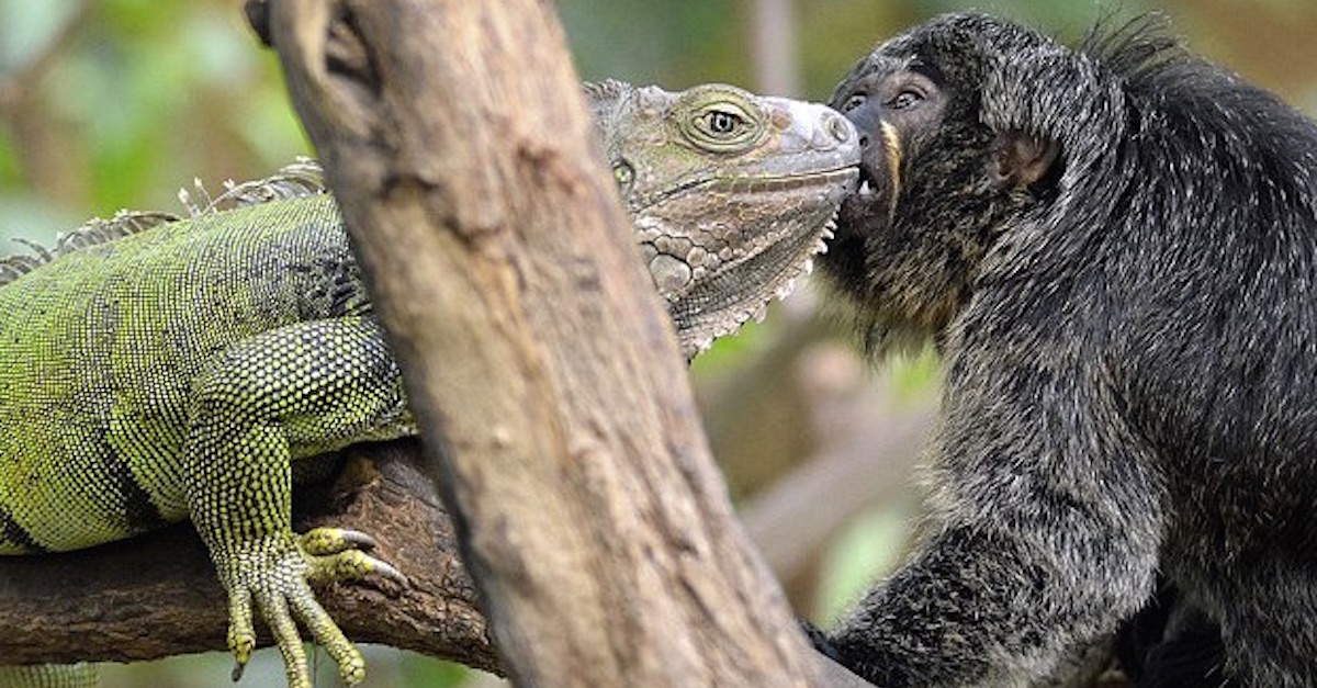 When They Locked These Two In A Cage Together, I never Expected THIS To(00)