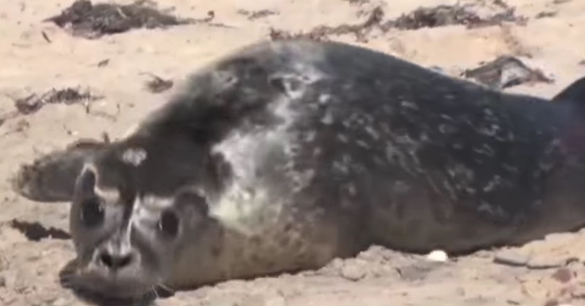 Baby Seal Abandoned At Birth Wobbles To The Open Ocean With Her 5