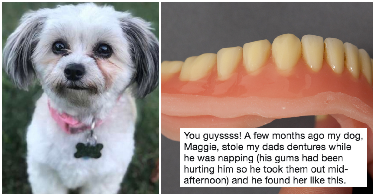 Dog Steals Dad's Dentures And Shows Off Her New Smile In Adorable Pic