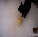 cat-duckling-2