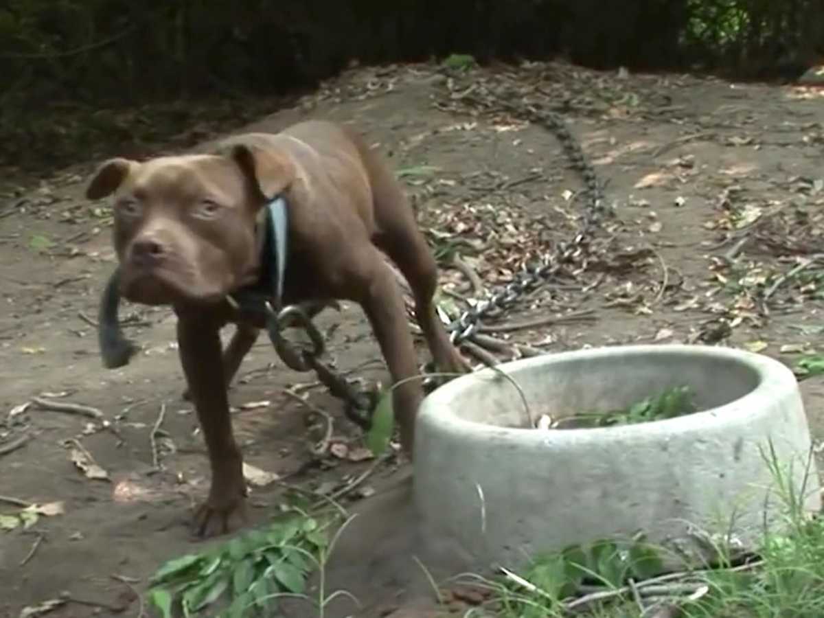 Real Dog Fights Real Dog Fights