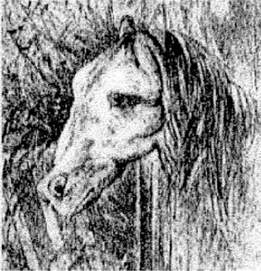 optical illusion picture of a frog and a horse-upright
