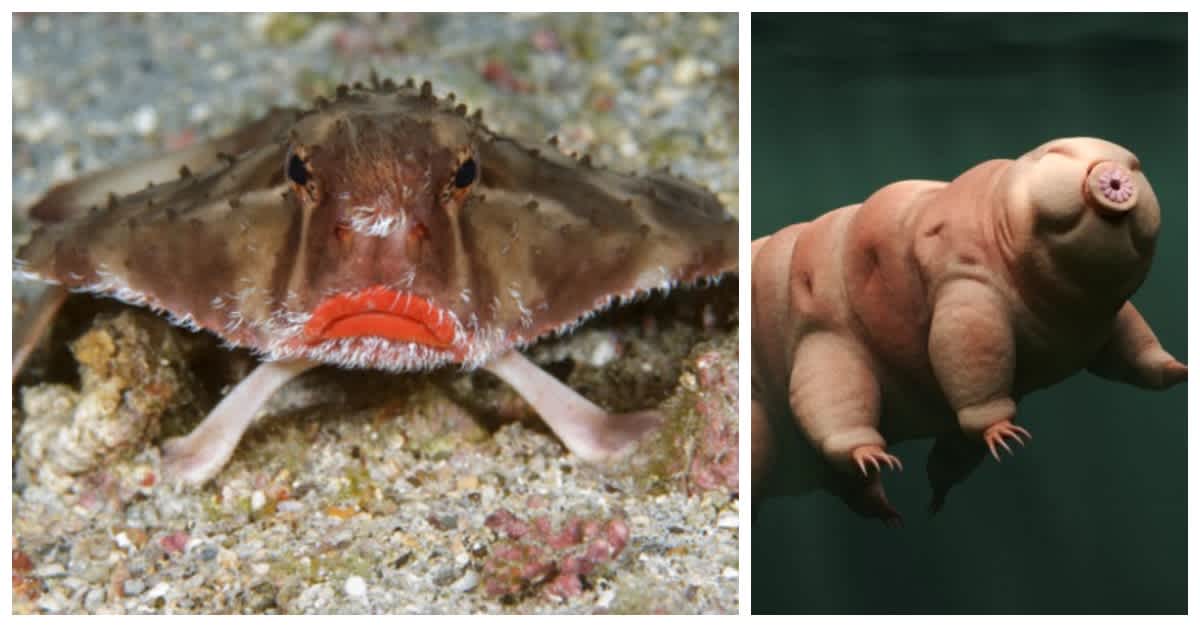 34 Beautiful And Rare Sea Animals That Are Out Of This World Littlethings Com