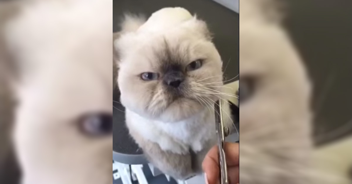 She Took Her Cat To The Groomers But Never Expected This 