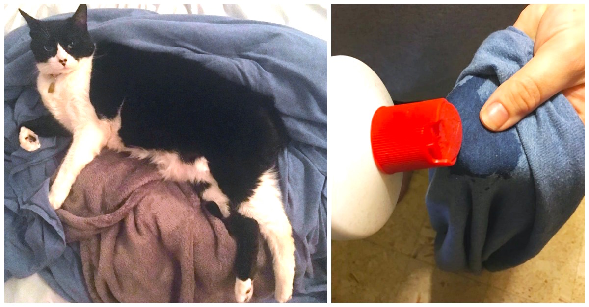 My Cat Was Peeing On My Bed. Here’s How I Worked to Stop It