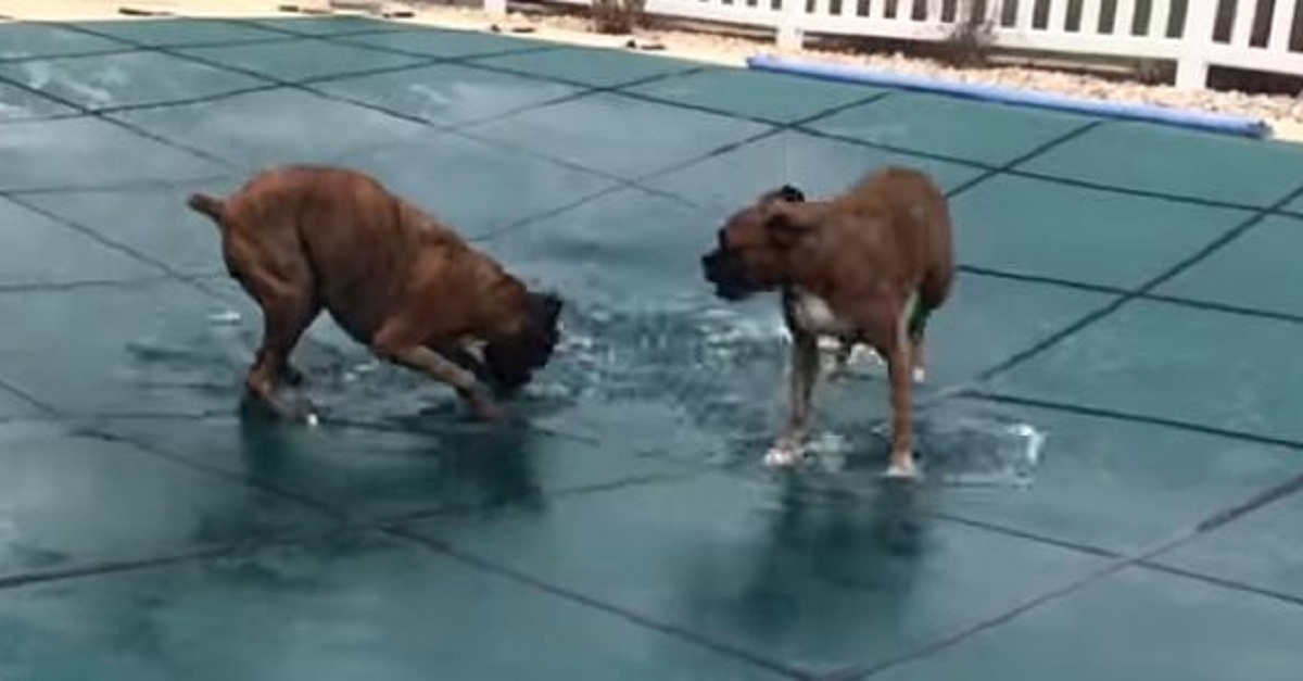 2 Of The Luckiest Dogs In The World! Watch What They Do!