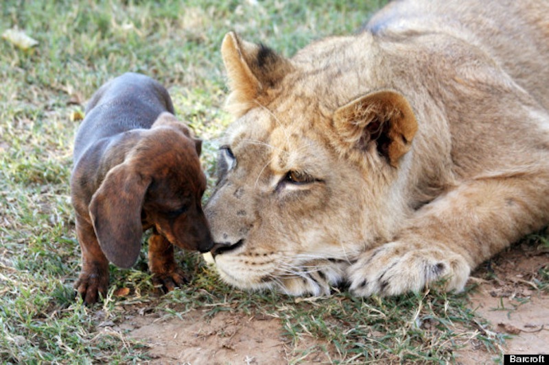 o-EXOTIC-ANIMAL-PARK-IN-WYNNEWOOD-OKLAHOMA-570