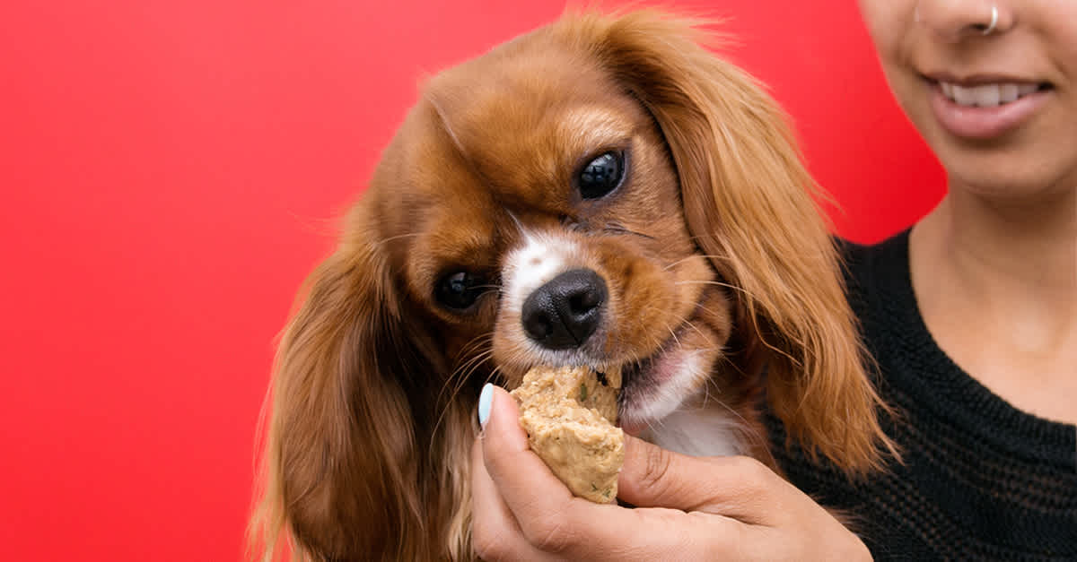 Soothe Teething Puppy's Pain With Teething Biscuits