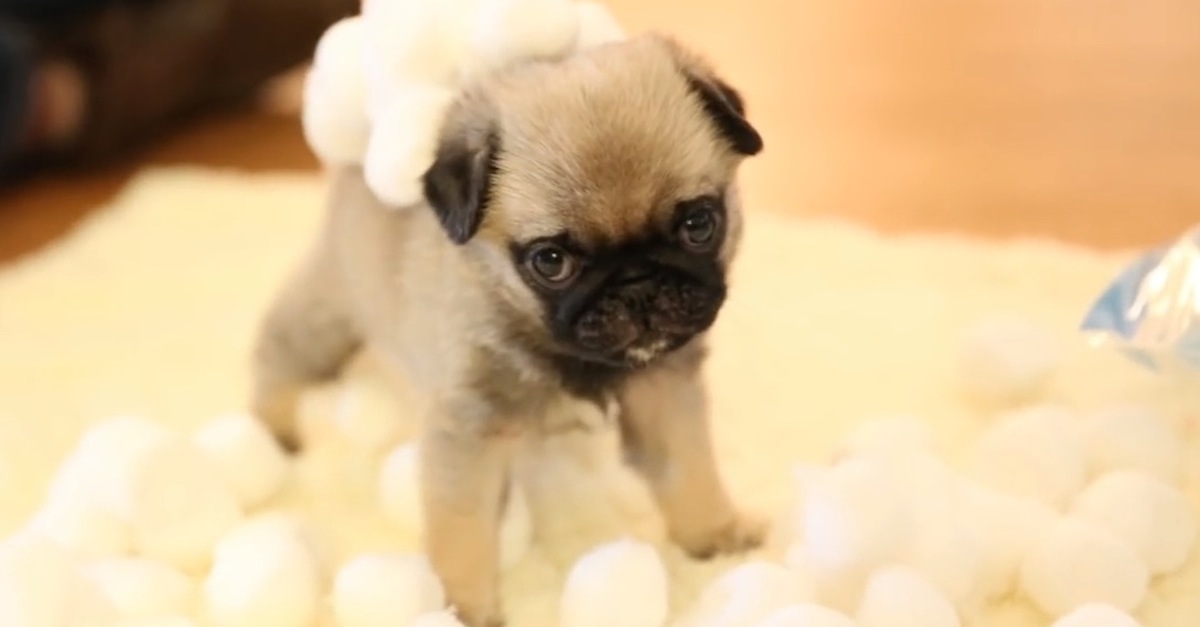 Fluffy store pug puppies