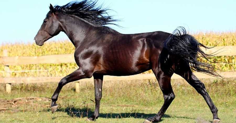 ugliest horse breed