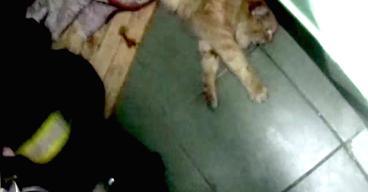 Firefighters Find A Cat Unconscious On The Ground. Now Watch What They
