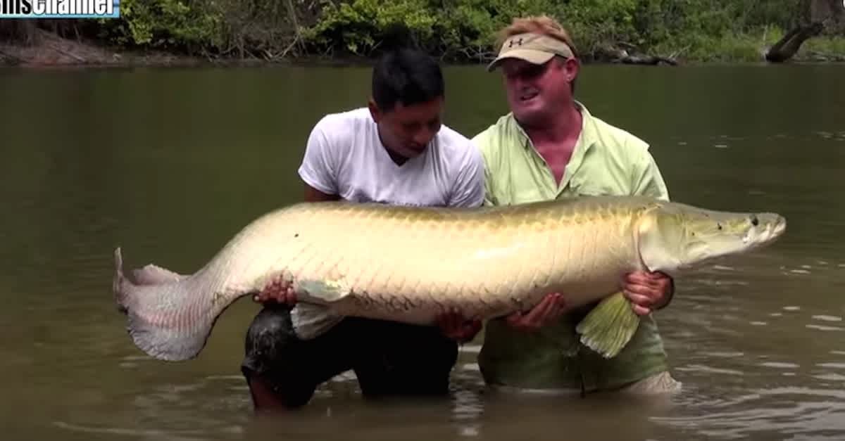 2 Men Go Fishing In The Amazon River But When They Encounter This River Monster Freaky Littlethings Com 2 Men Go Fishing In The Amazon River But When They Encounter This River Monster Freaky Littlethings Com