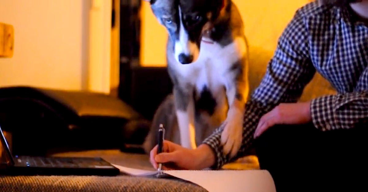 Every Time He Tries To Do Homework, His Dog Does THIS! I Love It ...