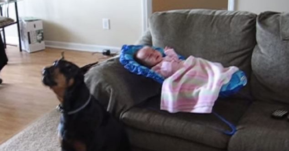Our Dog Won't Leave Our Baby's Side, And THIS Is What He Does Every
