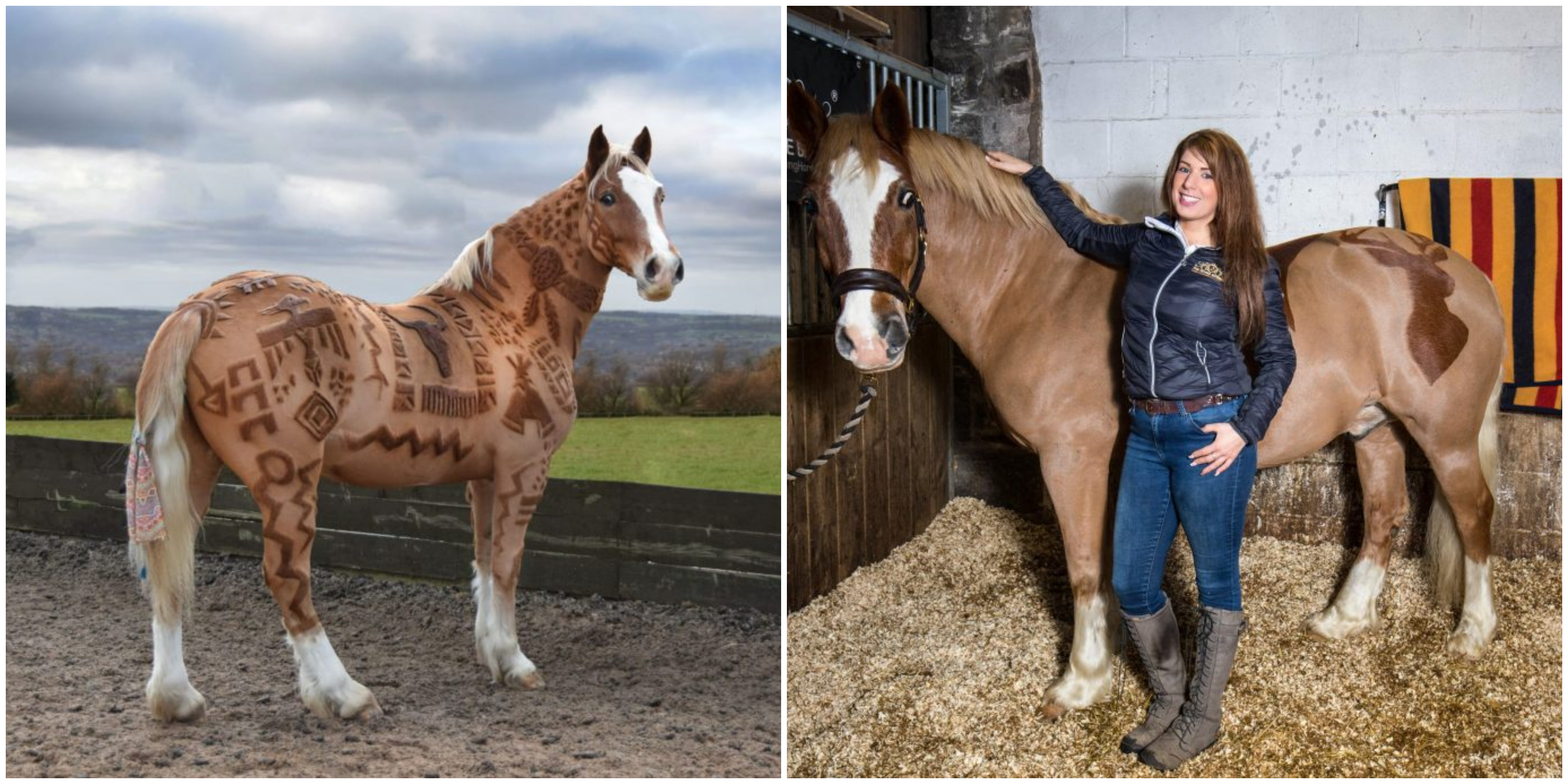 32YearOld 'Horse Barber' Clips Detailed Artwork Into Horses' Coats