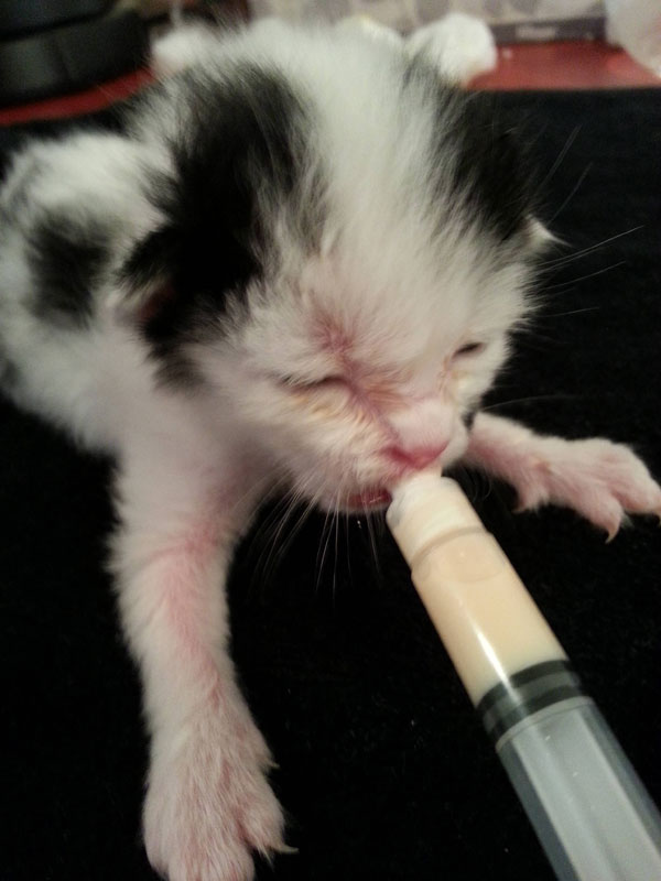 dog_rescues_kitten_06