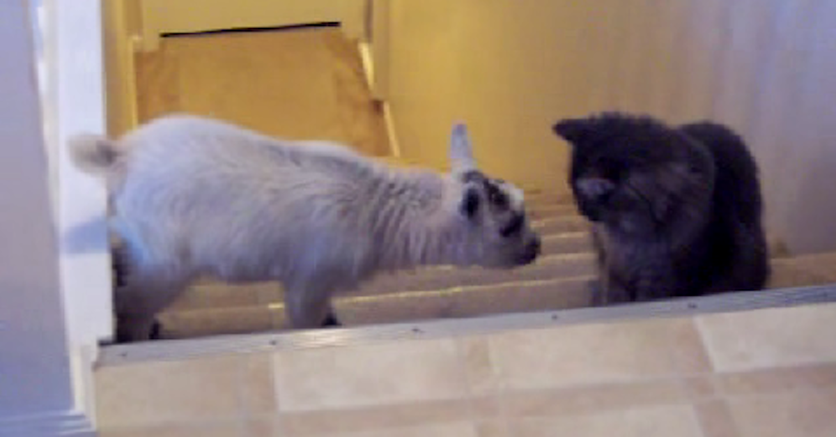 They Introduce A Pygmy Goat To The Family Cat. Her Reaction? HILARIOUS