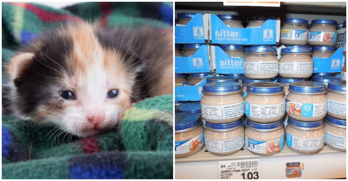 12 Things To Donate To Your Local Animal Shelter