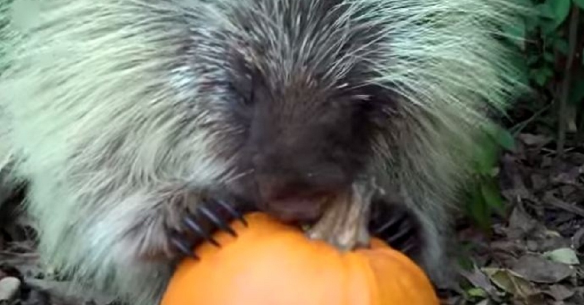 Can You Believe A Porcupine Makes This Sound? So Cute!