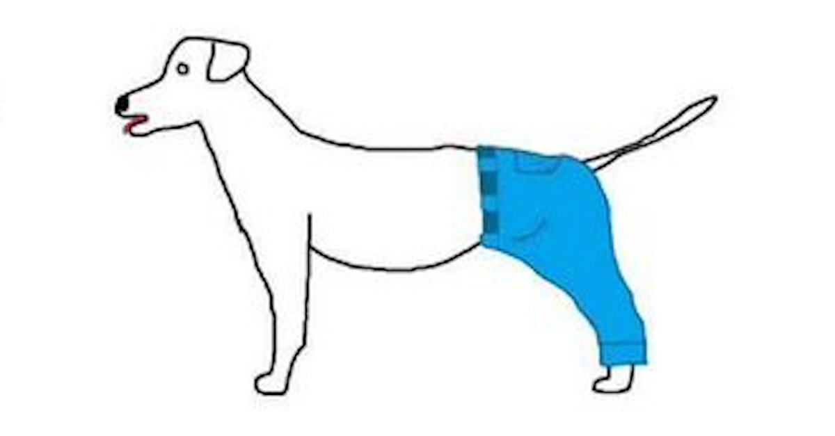 It's Just A Dog Wearing Pants... But The Is LOSING IT Over One