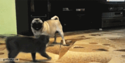 cat-pug