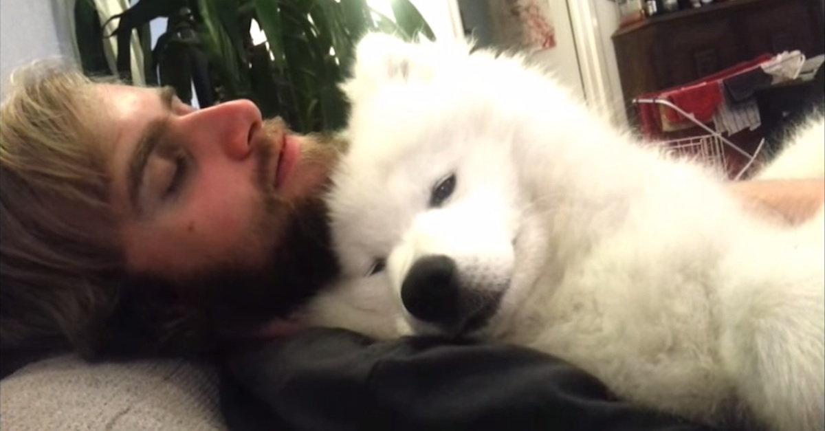 samoyed sleeping in bed