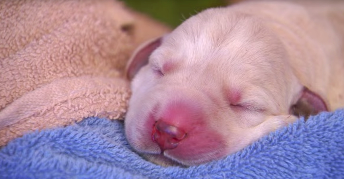 Puppy Twitches While He's Sleeping, But I Had No Idea THIS Was The