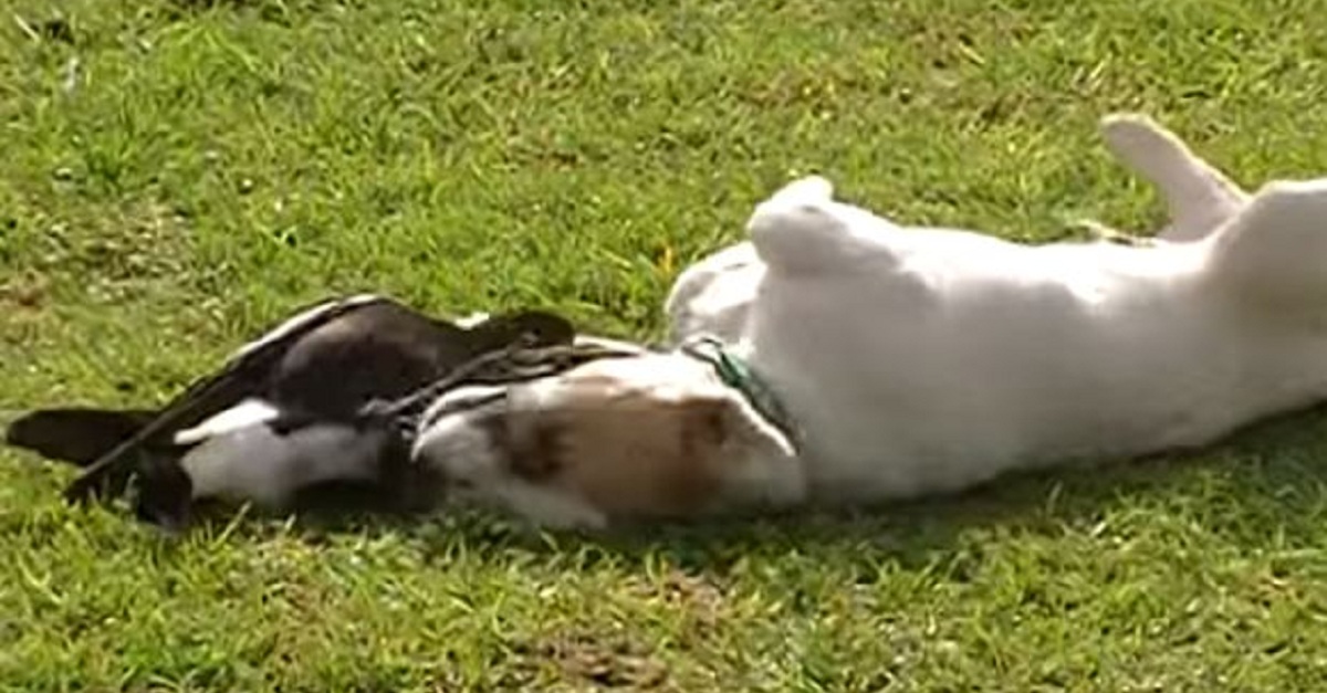 I Thought This Dog Was Attacking This Bird, But Then I Kept Watching