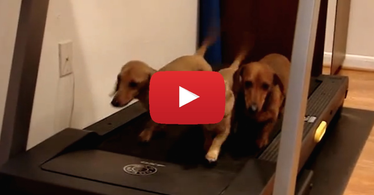 Once These Rescue Dogs See Mom On The Treadmill, They COMPLETELY