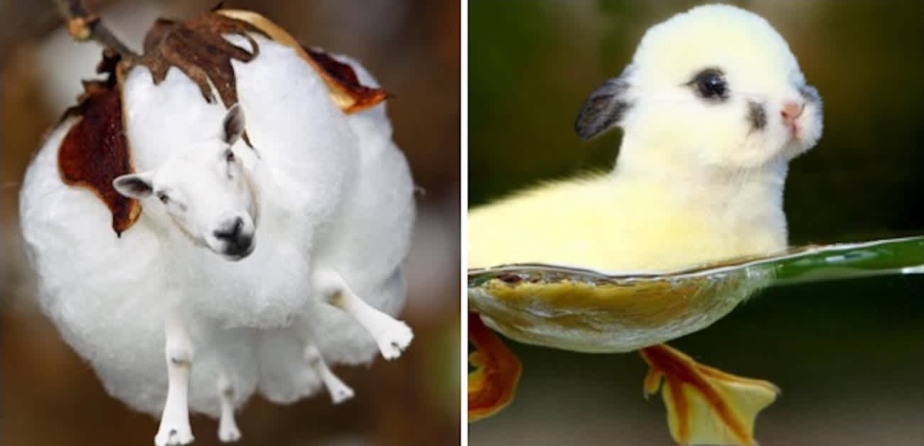 14 Animal Hybrids You\'re Going To Wish Were Real | LittleThings.com