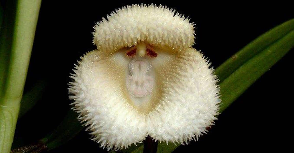 It Looked Like A Normal Flower — Until I Saw THIS Face Inside! This Is  Incredible! 
