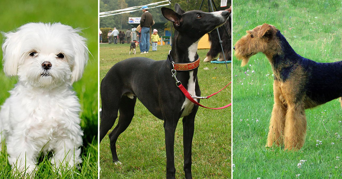 Check Out These Hypoallergenic Dogs 28 Dogs That Don’t Shed