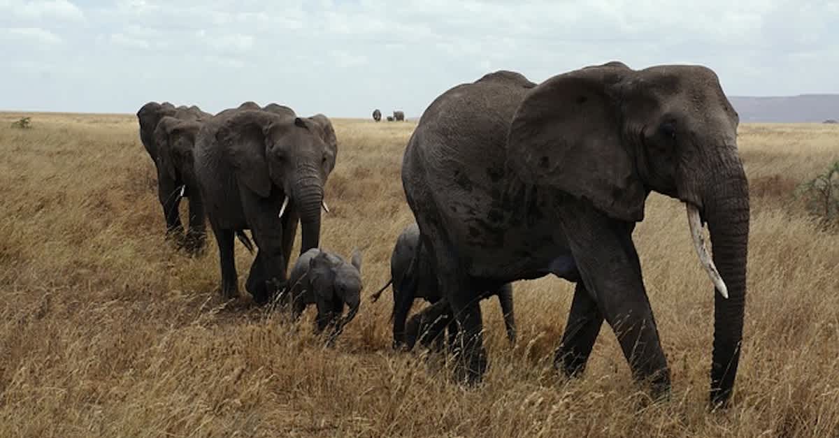 31 Elephants Walk For 12 Miles In A Single Line. Their Destination? I'm In  TEARS. | LittleThings.com