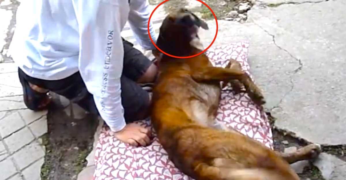 Skattebo dog recovering from broken leg