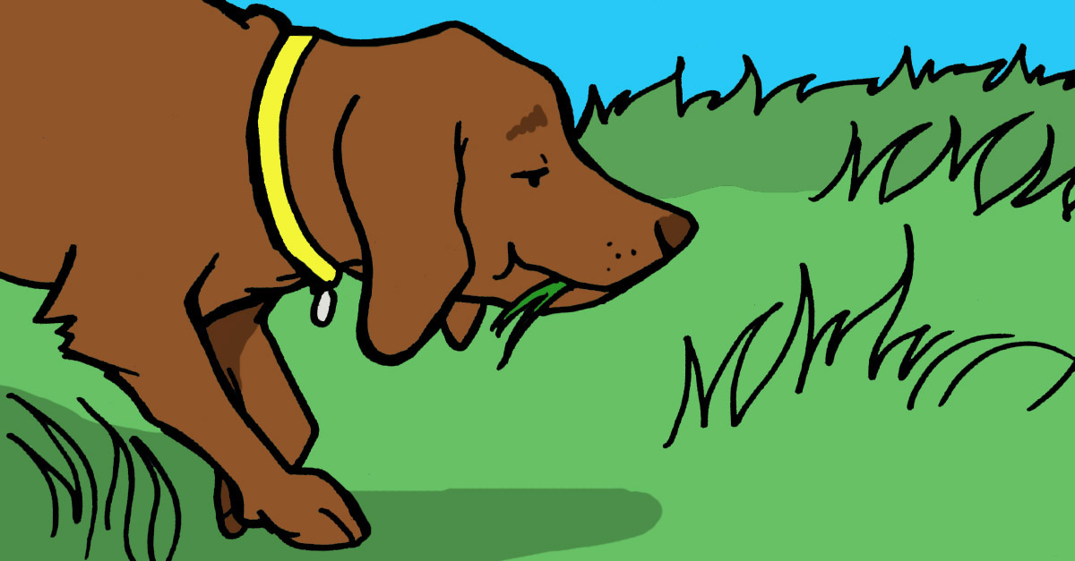 Why dogs eat grass best sale and vomit