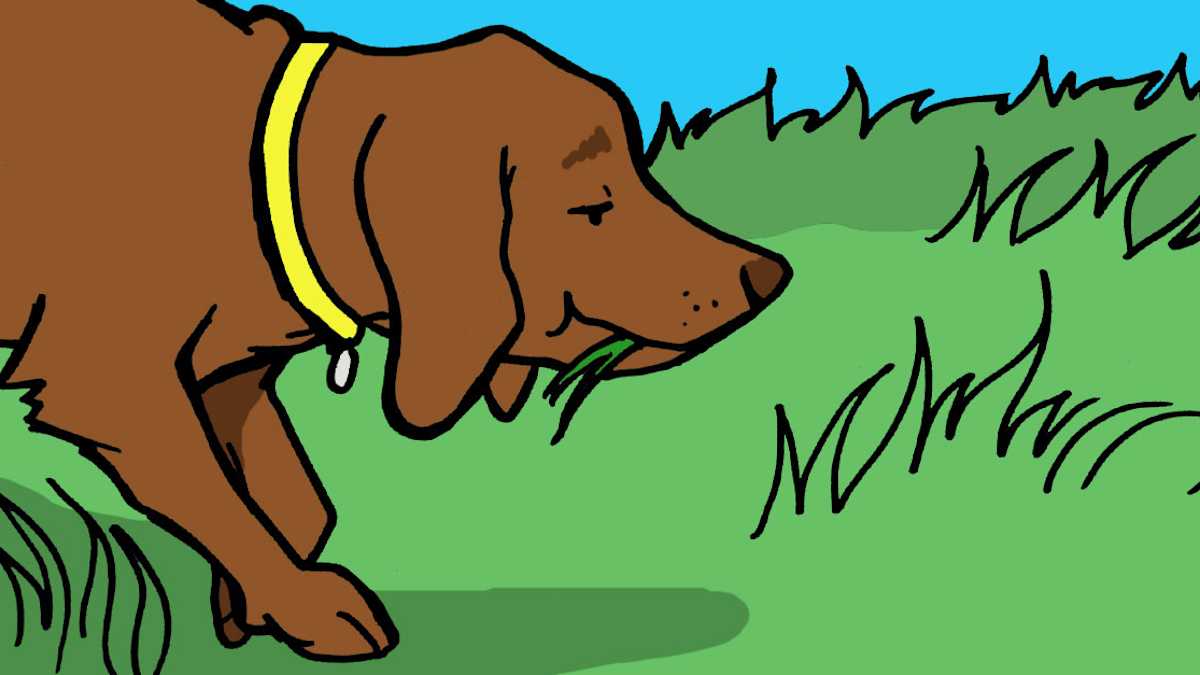 Why Do Dogs Eat Grass At Night And Vomit photo