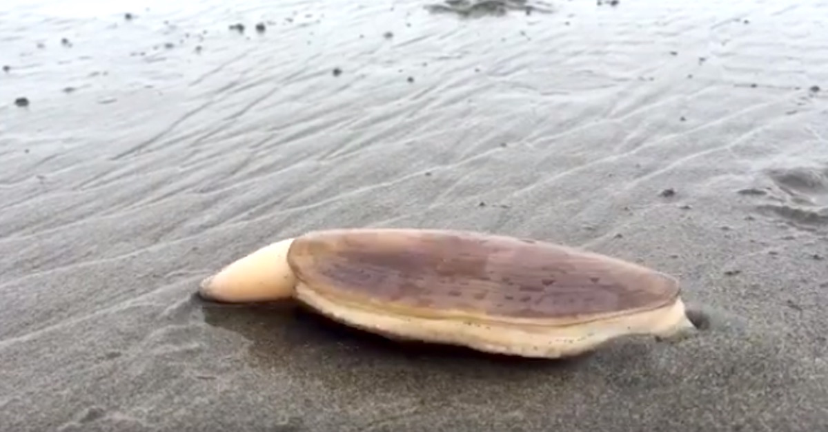 Clam Starts Moving And Burying Itself In The Sand