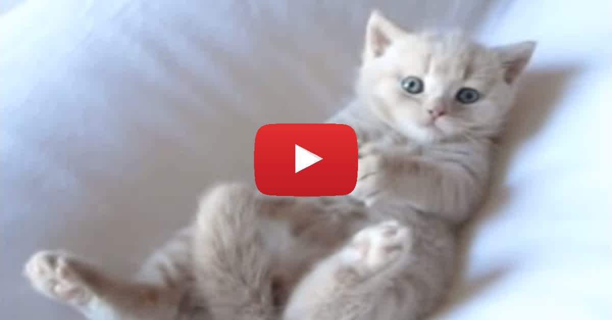 ADORABLE Kitten Gives Himself His Very First Bath! He Is SO CUTE ...