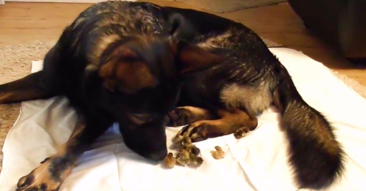 Baby Quails Hatch, German Shepherd Steps In As Babysitter