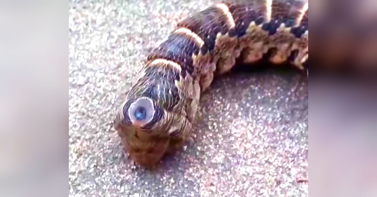 Woman Finds Caterpillar, Then Discovers Second Head
