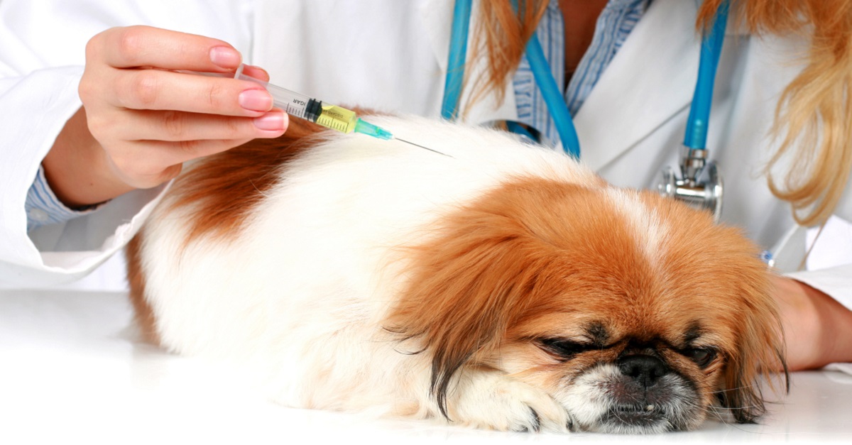 10 Simple Ways To Protect Your Dog Against The Canine Flu Epidemic
