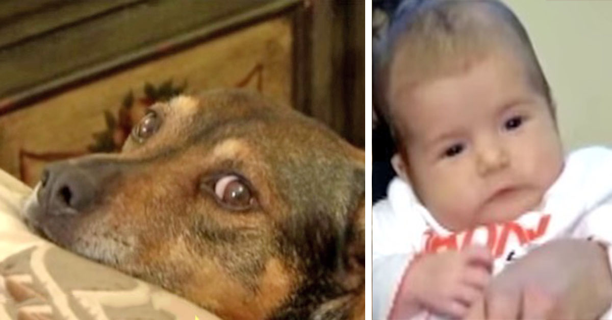 Dog Jumps Into Mom's Bed, Then Leads Her To Baby Who Stopped Breathing