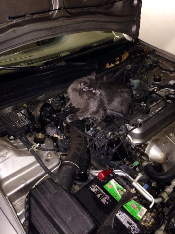 hoodkitty2