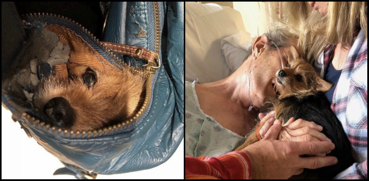 Nurses Help Sneak Dog In Hospital Room Of Dying Man