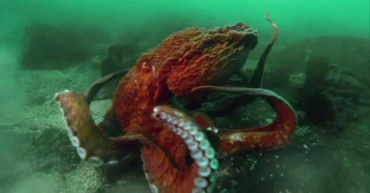 Octopus Mothe R This Octopus Mom Is Searching For A Cave To Hide In — But When She ...