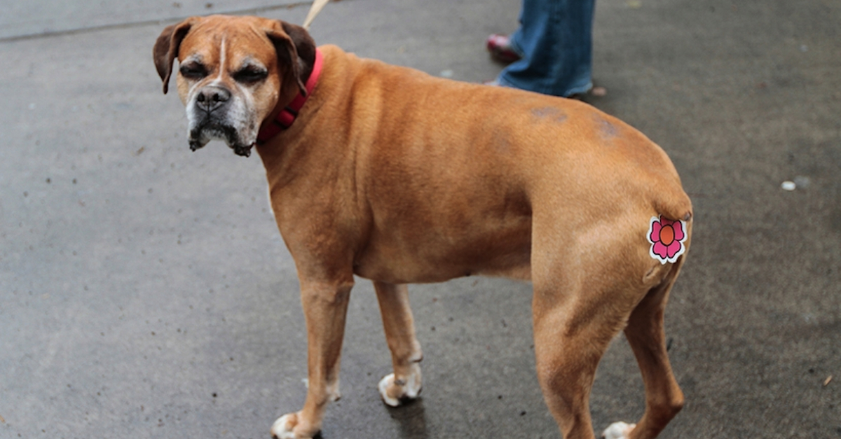 WHOA! This Is The One Accessory For Dogs That Absolutely NOBODY Needs