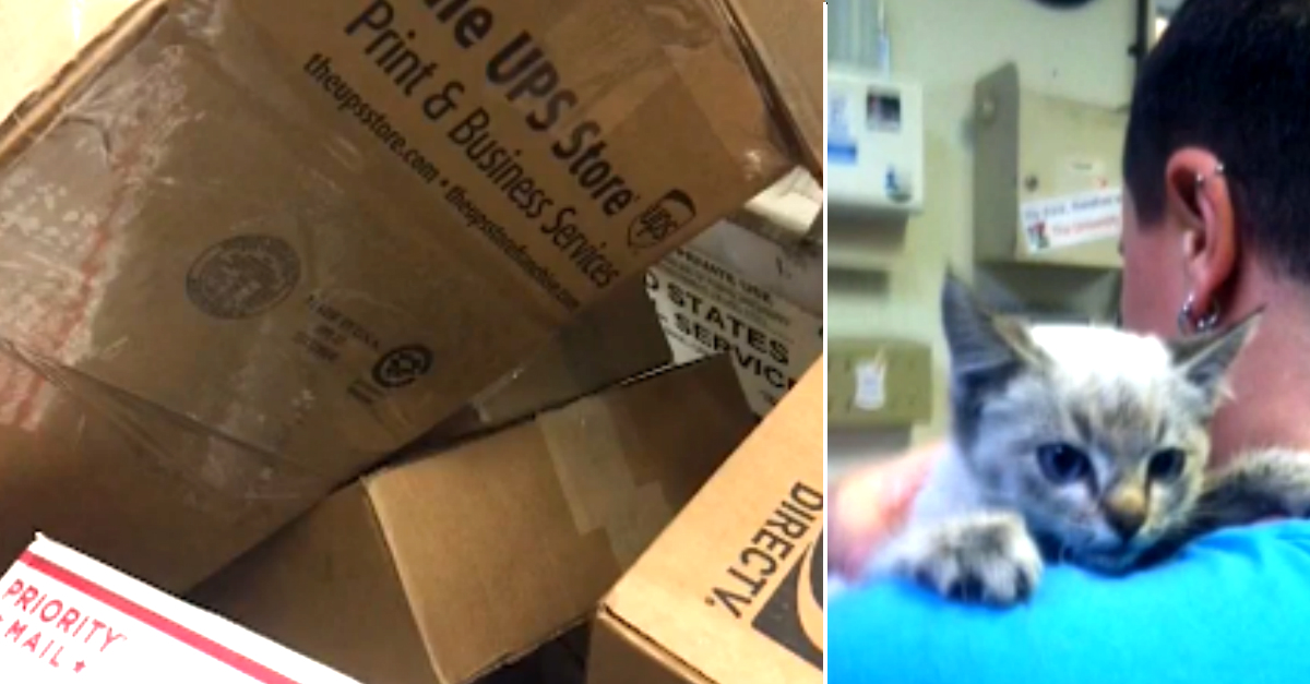 ShrinkWrapped Kitten Survives And Finds Home